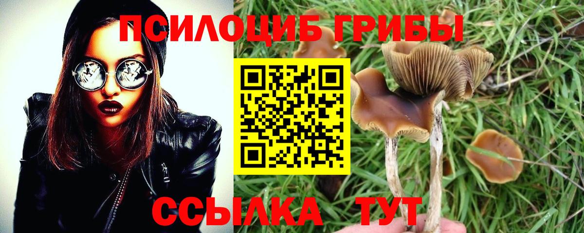 Тайшет  Галлюциногенные грибы мухоморы  где купить наркоту  Вход с VPN 